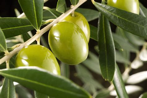 olivo arbol-4